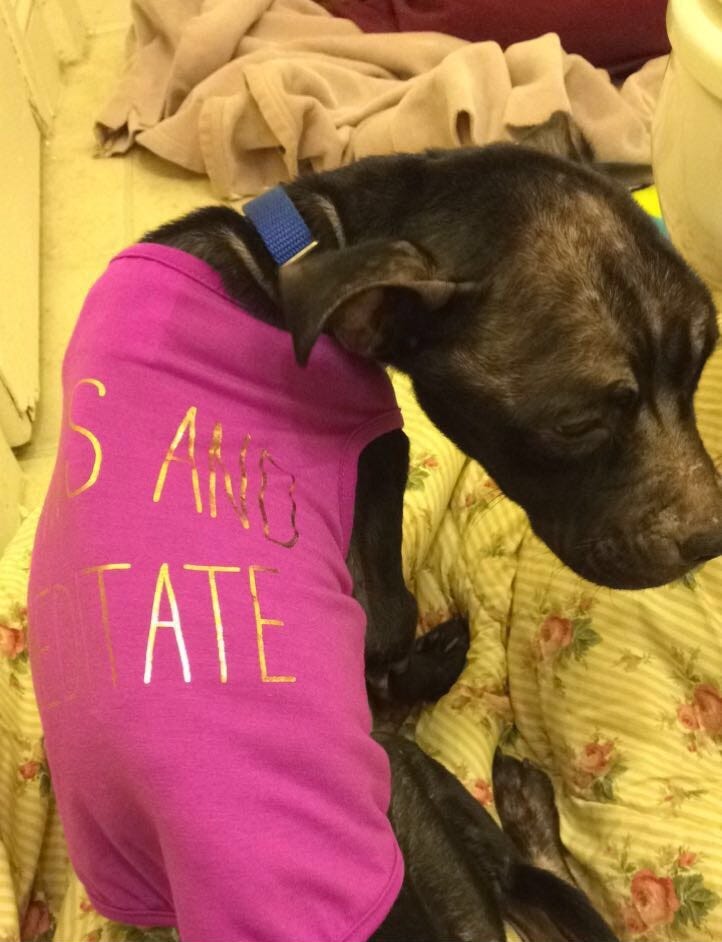 elmbrook humane society dogs